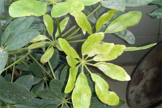 鸭掌木叶子发黄如何办