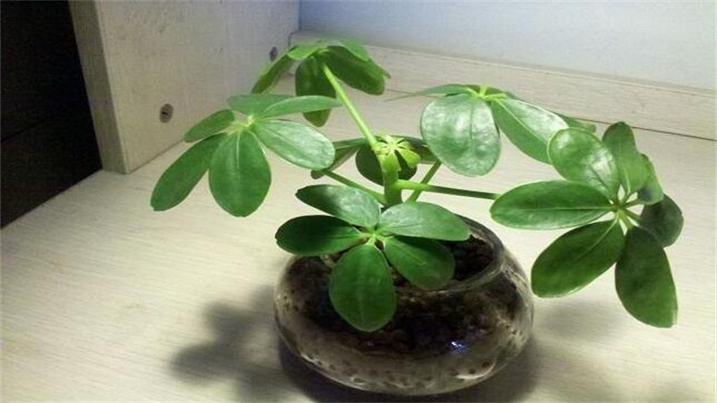 鸭掌木的养殖办法和留意事项