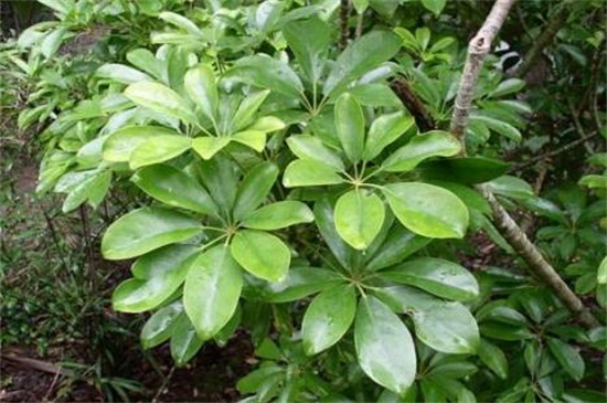 鸭掌木的养殖办法和留意事项