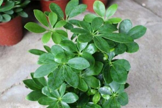 鸭掌木的养殖办法和留意事项