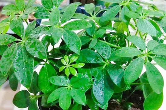 鸭掌木叶子发黄如何办