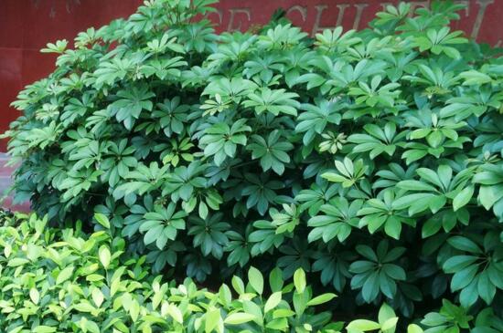 鸭掌木叶子发黄如何办