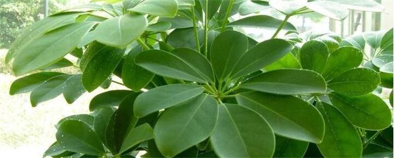 鸭掌木的养殖办法和留意事项