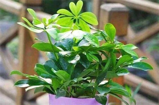 鸭掌木的养殖办法和留意事项