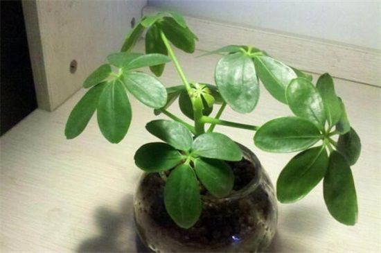 鸭掌木的养殖办法和留意事项