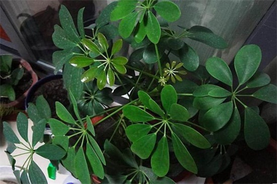 鸭掌木的养殖办法和留意事项