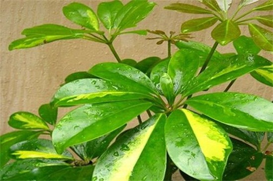 鸭掌木的养殖办法和留意事项