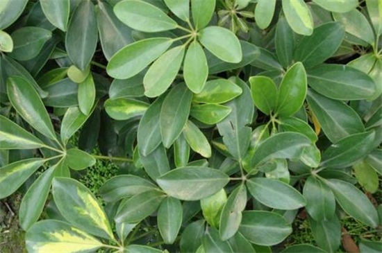 鸭掌木掉叶子如何处理，五个步骤处理问题