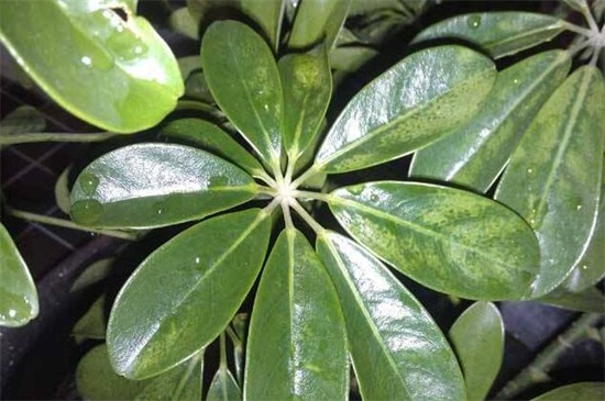 鸭掌木掉叶子如何处理，五个步骤处理问题