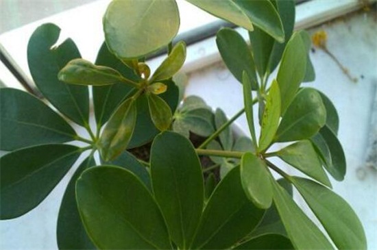 鸭掌木掉叶子如何处理，五个步骤处理问题