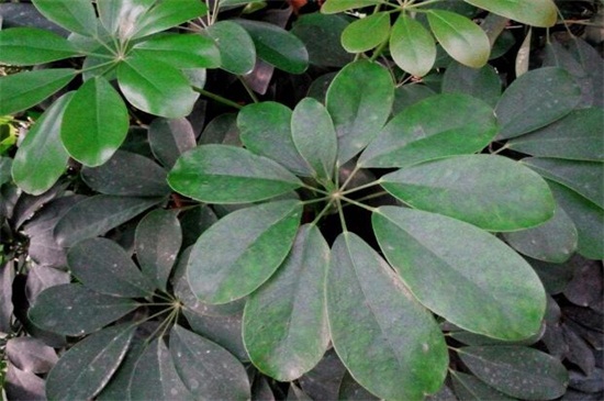 鸭掌木掉叶子如何处理，五个步骤处理问题