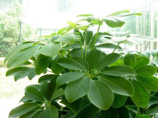 鹅掌木如何养,鹅掌木的养护技巧与繁殖办法