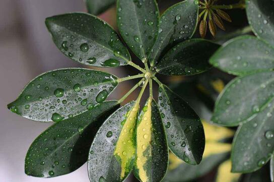 鹅掌木如何养,鹅掌木的养护技巧与繁殖办法