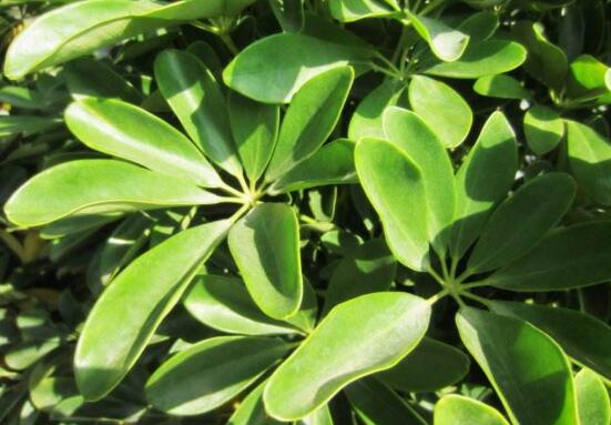 鹅掌木如何养,鹅掌木的养护技巧与繁殖办法