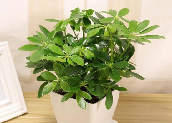 鹅掌木如何养,鹅掌木的养护技巧与繁殖办法