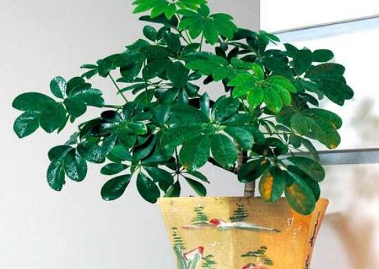 鹅掌木如何养,鹅掌木的养护技巧与繁殖办法