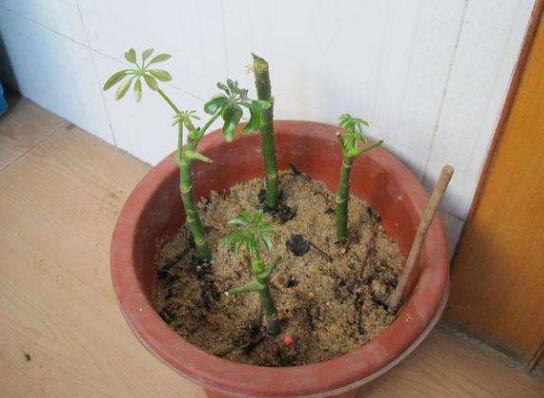 鹅掌木如何养,鹅掌木的养护技巧与繁殖办法