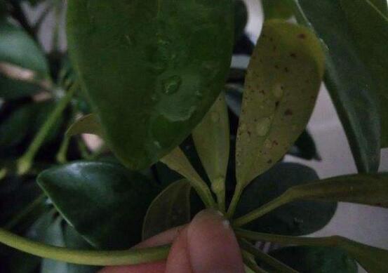 鹅掌木如何养,鹅掌木的养护技巧与繁殖办法