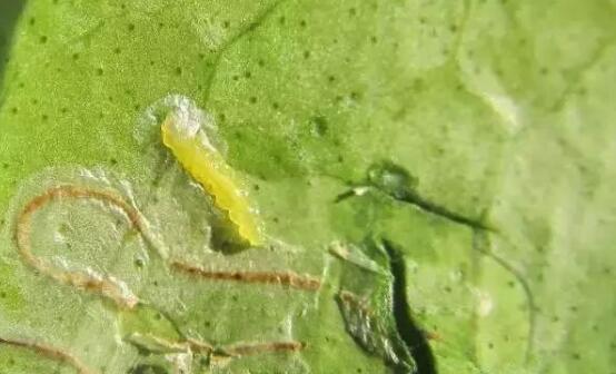 鹅掌木如何养,鹅掌木的养护技巧与繁殖办法