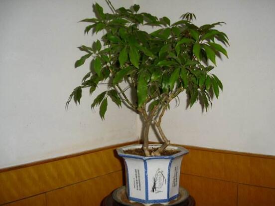 鹅掌木如何修剪，只需两步让你的鹅掌木茁壮又好看