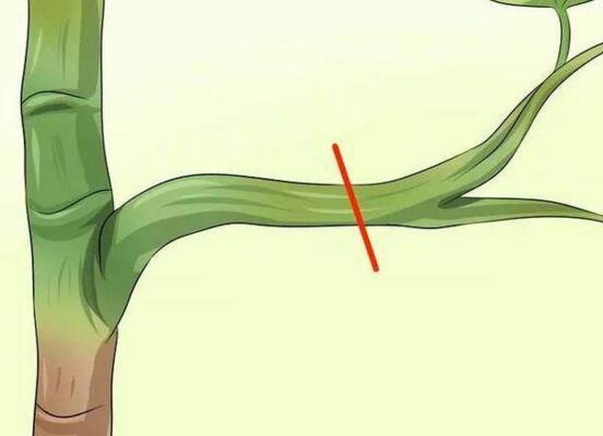 鹅掌木如何修剪，只需两步让你的鹅掌木茁壮又好看