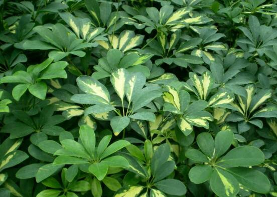 鹅掌木如何修剪，只需两步让你的鹅掌木茁壮又好看