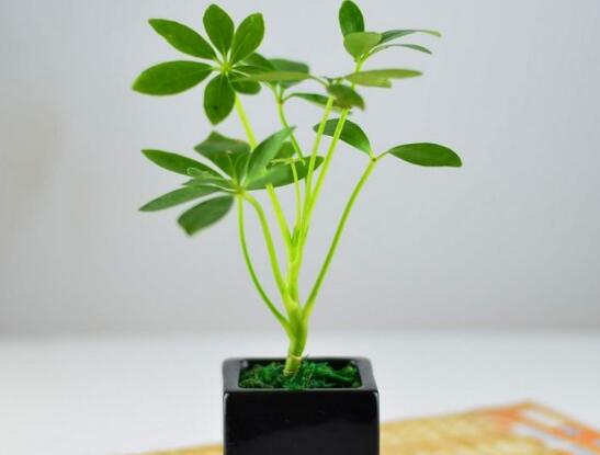 鹅掌木如何修剪，只需两步让你的鹅掌木茁壮又好看