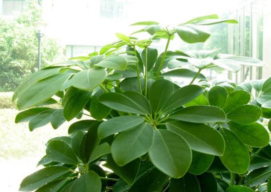 鹅掌木如何修剪，只需两步让你的鹅掌木茁壮又好看