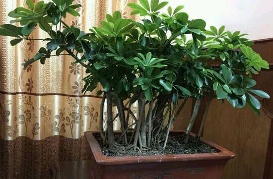 鹅掌木如何修剪，只需两步让你的鹅掌木茁壮又好看