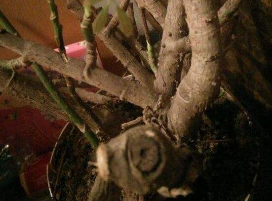 鹅掌木如何修剪，只需两步让你的鹅掌木茁壮又好看