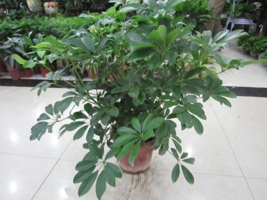 鸭掌木夏季如何养 鸭掌木夏季如何养:通风防晒施肥多浇水