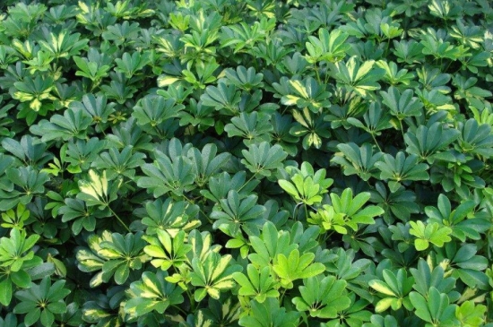 鸭掌木的繁殖办法：播种繁殖和扦插繁殖