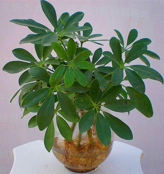 鸭掌木的繁殖办法：播种繁殖和扦插繁殖