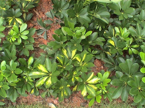 鸭掌木的繁殖办法：播种繁殖和扦插繁殖
