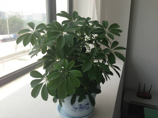 鸭掌木的繁殖办法：播种繁殖和扦插繁殖