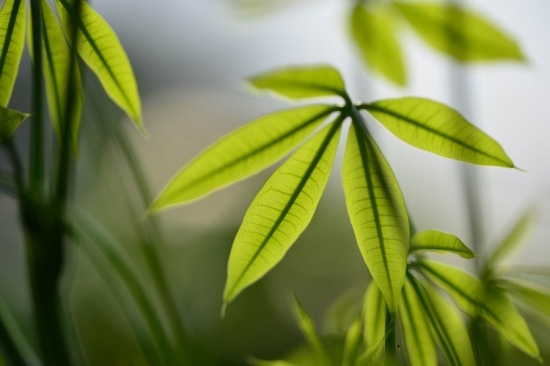 鸭掌木图片附介绍：相册的图片免费下载