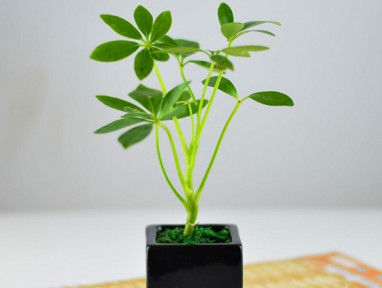 鸭掌木图片附介绍：相册的图片免费下载