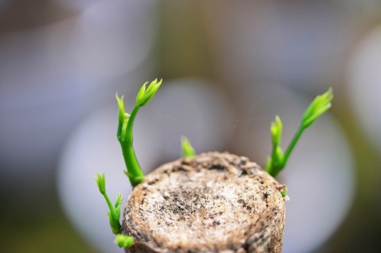 鸭掌木图片附介绍：相册的图片免费下载