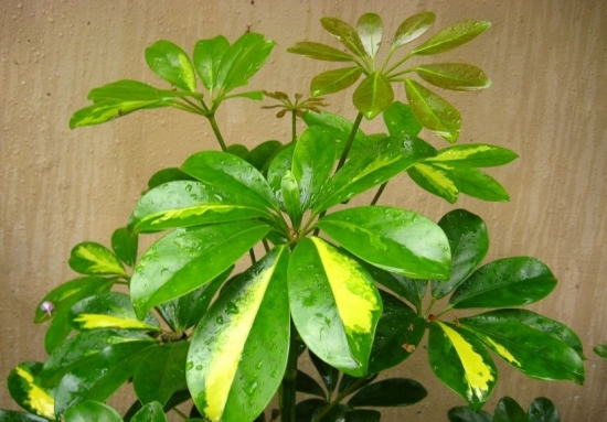 鸭掌木图片附介绍：相册的图片免费下载