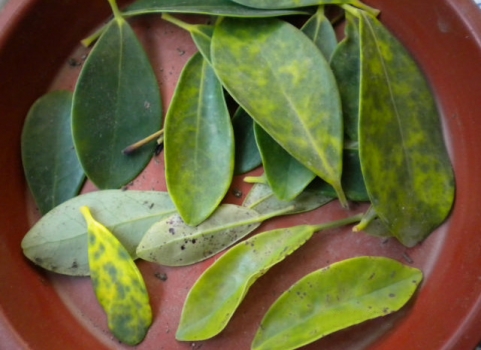 发黄脱落的鸭掌木叶子 鸭掌木叶子发黄:原因及处理办法