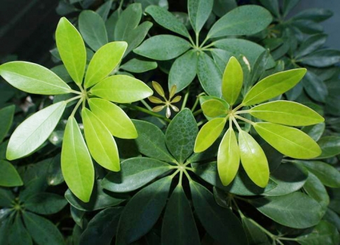 长势良好的鸭掌木 鸭掌木叶子发黄:原因及处理办法