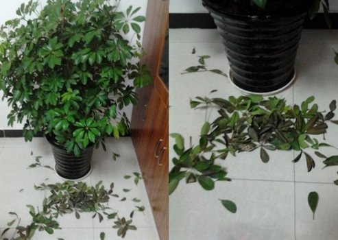 鸭掌木掉叶子：原因及处理办法