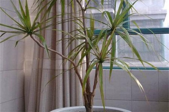 千年木如何修剪,不同时期修剪办法不同