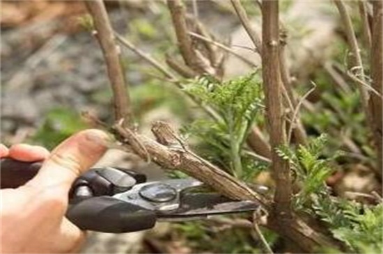 千年木如何修剪,不同时期修剪办法不同