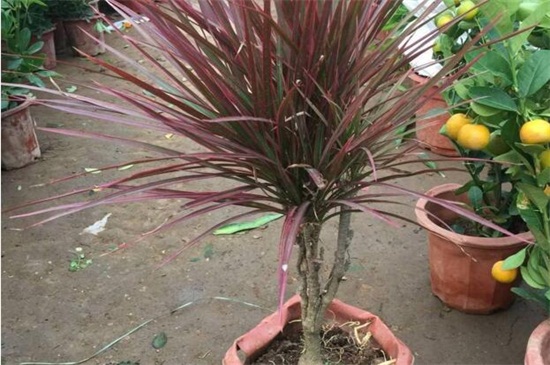 千年木如何修剪,不同时期修剪办法不同