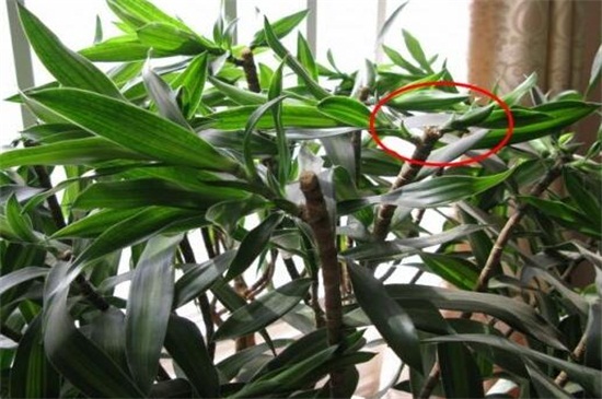 千年木如何修剪,不同时期修剪办法不同