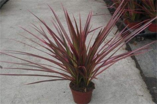 七彩千年木的养殖办法，掌握6个要点即可生长繁茂