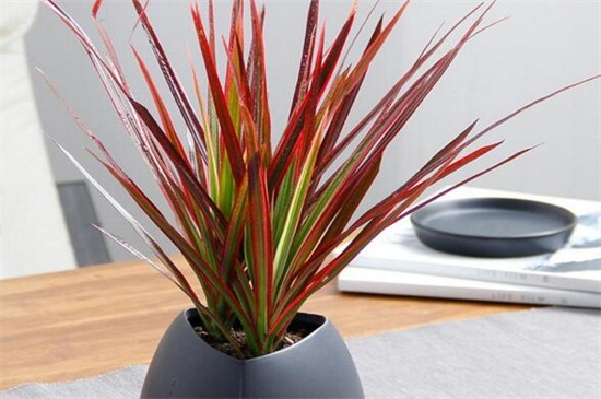 七彩千年木的养殖办法，掌握6个要点即可生长繁茂