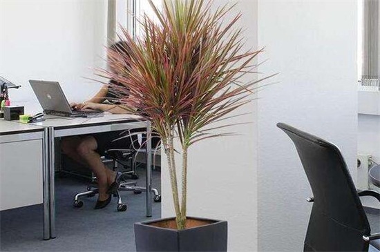 七彩千年木的养殖办法，掌握6个要点即可生长繁茂