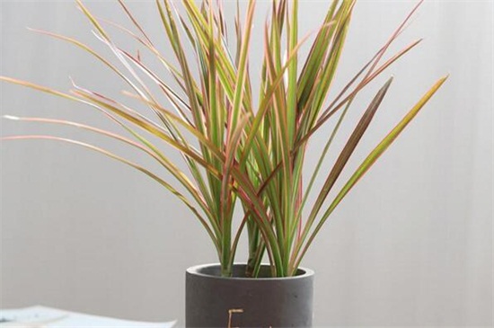 七彩千年木的养殖办法，掌握6个要点即可生长繁茂